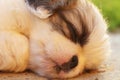 Sleepy Puppy Royalty Free Stock Photo