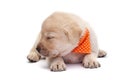 Sleepy puppy dog barely holding its head - lying on white Royalty Free Stock Photo