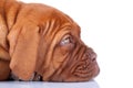 Sleepy Puppy of Dogue de Bordeaux