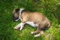 Sleepy puppy on the grass Royalty Free Stock Photo