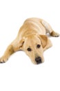 Sleepy Puppy Labrador Royalty Free Stock Photo