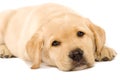 Sleepy Puppy Labrador Royalty Free Stock Photo