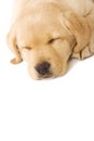 Sleepy Puppy Labrador - closeup Royalty Free Stock Photo