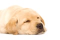 Sleepy Puppy Labrador retriever Royalty Free Stock Photo