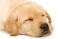 Sleepy Puppy Labrador retriever Royalty Free Stock Photo
