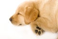 Sleepy Puppy Labrador retriever cream Royalty Free Stock Photo
