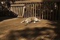 Sleepy puppy Lies on the rural wooden floor. The ball lies nearby. Black Mouth Cur dog. Royalty Free Stock Photo