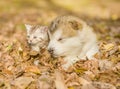 Sleepy puppy lying together with kitten on fallen leaves Royalty Free Stock Photo