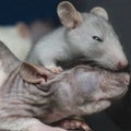 Two sleepy rat Royalty Free Stock Photo