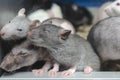 Three sleepy rats behind glass Royalty Free Stock Photo
