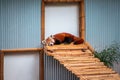 Sleepy red panda at the John Ball Zoo in Michigan