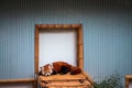 Sleepy red panda at the John Ball Zoo