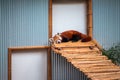 Sleepy red panda at the John Ball Zoo on a summer day