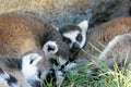 Sleepy ring-tailed lemurs