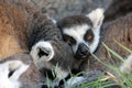 Sleepy ring-tailed lemurs