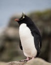 Sleepy Rockhopper Penguin Standing on a Large Rock Royalty Free Stock Photo