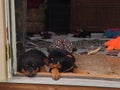 Sleepy Rottweiler Puppies