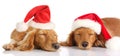 Sleepy Santa Christmas dogs Royalty Free Stock Photo