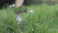 Sleepy satiated tabby cat sit in grass near the bucket