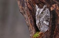 Sleepy Screech Owl Royalty Free Stock Photo