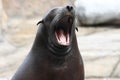 Sleepy sea lion Royalty Free Stock Photo