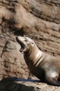 Sleepy Sea Lion? Royalty Free Stock Photo