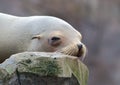 Sleepy Sea Lion Royalty Free Stock Photo