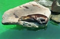 Sea Lion On A Rock Royalty Free Stock Photo