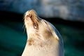 Sleepy sea lion Royalty Free Stock Photo