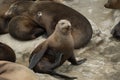 Sleepy Sea lion takes a funny pose near La Jolla Cove Royalty Free Stock Photo