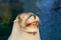 Sleepy sea lion Royalty Free Stock Photo