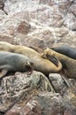 Sleepy Sea-Lions