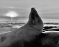 sleepy sea lions