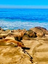 sleepy sea lions sun san surf pacific