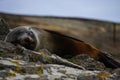 Sleepy seal in New Zealand