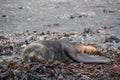 Sleepy seal resting on the shorelines of Antarctica