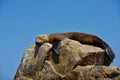 Sleepy seal on a rock.