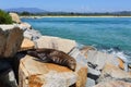 Sleepy seal on rocks at Narooma