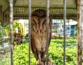 Sleepy Sentinel: Drowsy Owl Inside an Iron Cage Royalty Free Stock Photo