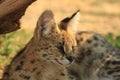 Sleepy serval {Felis serval} - African predator