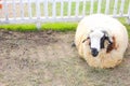 Sleepy sheep Royalty Free Stock Photo