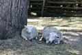 Wiltipoll sheep resting under shady tree inside enclosure Royalty Free Stock Photo