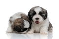 Sleepy Shih Tzu cubs yawning and sniffing