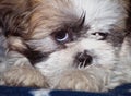 sleepy shih-tzu lapso puppy Royalty Free Stock Photo