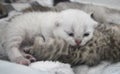 Sleepy Silver shaded BSH kitten Royalty Free Stock Photo