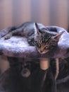 Sleepy Sleeping Kitten on Cat Tree Royalty Free Stock Photo