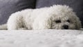 Sleepy small Bichon Frise puppy indoors