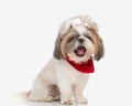 sleepy small shih tzu dog with red bandana and ponytails yawning Royalty Free Stock Photo