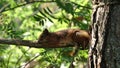 Sleepy Squirrel on a branch