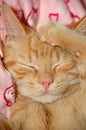 Sleepy sweet kitten Royalty Free Stock Photo